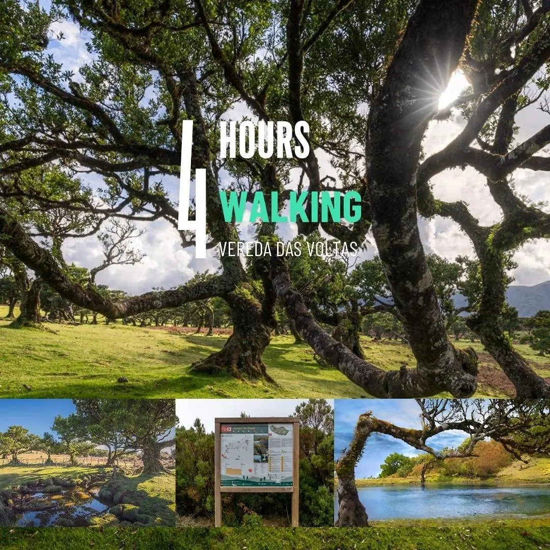 豪华帐篷 Nature Retreat - Laurel Forest 塞沙尔 葡萄牙